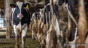 Food Price Index hit record high in February, UN agency reports - UN News