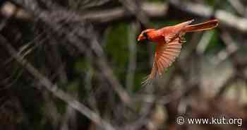 Austin research points to why birds seemed louder at the start of pandemic - KUT