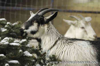 Aurora Farm to host annual goat school - Winnipeg Free Press