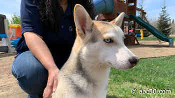Valley dog 'Marvel' given second chance at life