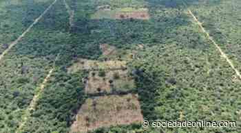 Polícia incinera mais de 30 mil pés de maconha em Juazeiro - Sociedade Online