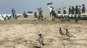 Vuelven a ser libres más de 30 aves que fueron afectadas por el petróleo de Repsol - La República Perú