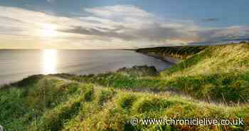 County Durham could declare ecological emergency in bid to stop wildlife decline - Chronicle Live