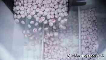 Nella fabbrica di chewing gum di Lainate: 'Così la gomma da masticare riesce a prevenire la carie' - Repubblica TV