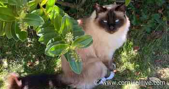 Beautiful Siamese cat shot dead with air rifle in sickening attack - Cornwall Live