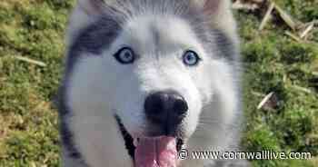 Dogs that need fostering and forever homes in Cornwall right now - Cornwall Live