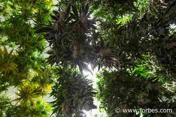 Big Island Grown Blazes A Trail For The Cannabis Industry In Hawaii - Forbes