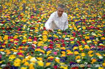 Tesco pledges to remove all peat from bedding plants by 2023 - Ealing Times