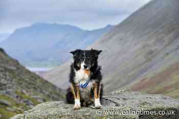 Mountain Rescue dog honoured for 11 years of service - Ealing Times