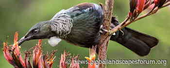 How acoustic ecology offers insight forest health - Landscape News