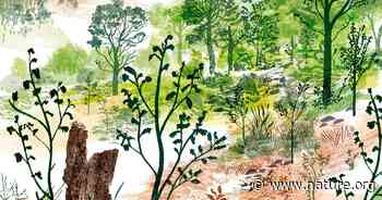 Forest Carbon 101 - The Nature Conservancy