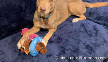 Get to Houston SPCA for Kelly the shepherd and her big grin - CultureMap Houston