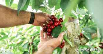 Borgloon bestrijdt kersenvlieg met gratis lokvallen | Borgloon - Het Laatste Nieuws