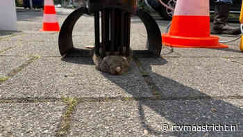 Smart rioleringsvallen Nazareth hebben 540 ratten gedood - RTV Maastricht