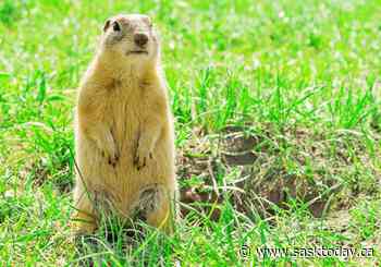 Weyburn RM to offer gopher bounty this year - SaskToday.ca