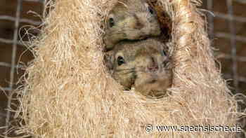 Riesas Tierpark ist auch in der Pandemie beliebt - Sächsische.de