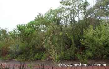 Proprietários de terrenos sujos serão multados em Faxinal dos Guedes - Oeste Mais