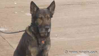 Retired police dog needs help paying for medical bills - WNEM