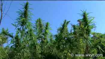 Bill to legalize medical marijuana in Kentucky appears dead - WKYT