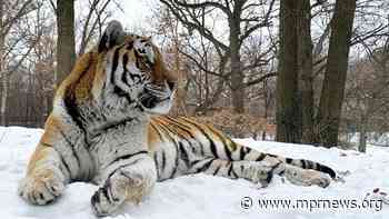 Minnesota Zoo tiger dies unexpectedly during medical exam - MPR News