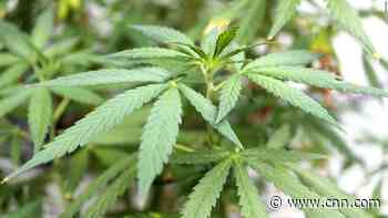 Study raises questions about risks of using medical marijuana for mood and anxiety disorders - CNN