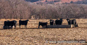 Mind the nutritional demand of lactating cows