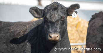 How to write the right cow-calf nutrition plan