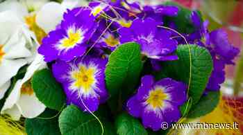 Arcore. Mercatino di Primavera - MBNews