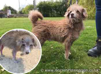 Lancashire man jailed after losing appeal over animal cruelty conviction