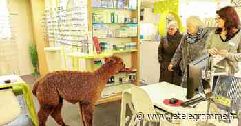 Lorient - Ces fugues et disparitions insolites d'animaux dans le pays de Lorient - Le Télégramme