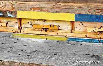 Ungewöhnlich warmes Wetter problematisch für Bienen - Taufkirchen - Passauer Neue Presse - PNP.de