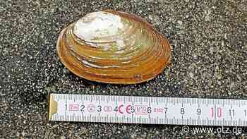 Nach 100 Jahren wieder da: Muschelfund in Jena