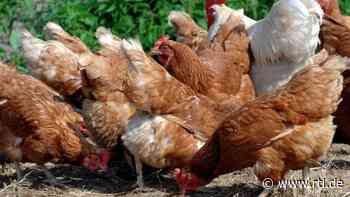 Geflügelproduktion: Landwirte aus Niedersachsen senden "Notruf" - RTL Online