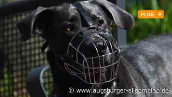 Neu-Ulm/Senden: Maulkorbzwang missachtet: Seniorin muss Hundetrainer engagieren | Illertisser Zeitung - Augsburger Allgemeine