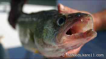 DNR: One-walleye limit for spring, fall anglers on Mille Lacs Lake
