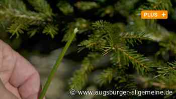 Mindelheim: Im Mindelheimer Stadtwald haben kleine Knabbereien große Folgen | Mindelheimer Zeitung - Augsburger Allgemeine