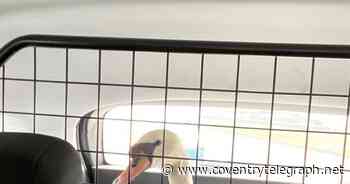 Police capture swan that wreaked havoc for commuters on Coventry ring road - Coventry Live