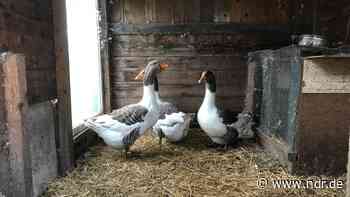 Vogelgrippe: Landkreis Stade hebt Aufstallungspflicht auf - NDR.de