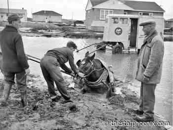 Throwback Thursday: Delivery horse rescue