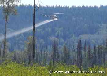 Herbicide spray plan for Squamish not final yet: Province - The Squamish Reporter