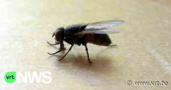 Opnieuw een vliegenplaag in Laarne: "Gelukkig nog niet even erg als paar jaar geleden" - VRT NWS