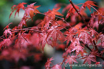 So übersteht der japanische Ahorn einen Rückschnitt unbeschadet