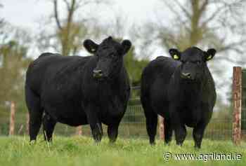 Aberdeen Angus cattle find new EU headquarters in Tuam - Agriland