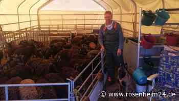 Keine Angst vorm Wolf: Mit dieser Neuentwicklung schützt Christian Schäfer seine Schafe