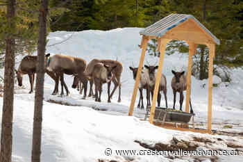 Caribou capture successful for central Selkirk maternity pen - Creston Valley Advance