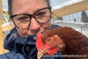 Chicken takeover slow, but hens a hit for one Sparwood resident – Creston Valley Advance - Creston Valley Advance