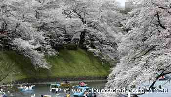 Japan celebrates cherry blossoms - Gloucester Advocate