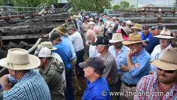 Gloucester PTIC heifers to $4600 - The Land Newspaper