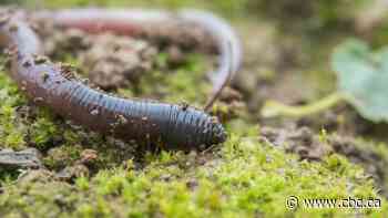 Earthworm invasion in Alberta forest linked to insect decline, study suggests