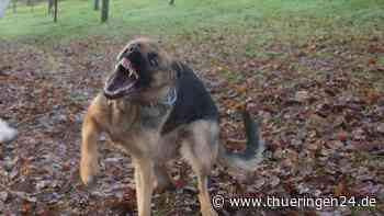 Hund in Apolda: „Rex“ attackiert Collie und Halterin – mehrere Bisswunden - Thüringen24